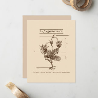 Pflanze Wild Strawberry Latin Etymology Nature Mitteilungskarte