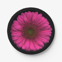 Pflanzen auf Teller-rosa Gänseblümchen