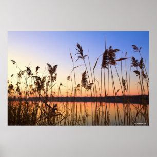 Pflanzen-Silhouette durch Lakesidesonnenuntergang Poster