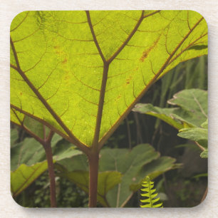 Pflanzendetail in einem botanischen Garten, Ecuado Untersetzer