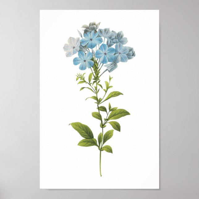 Pflanzenkraut (Plumbago caerulea) von Redouté Poster (Vorne)