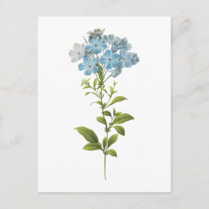 Pflanzenkraut (Plumbago caerulea) von Redouté Postkarte