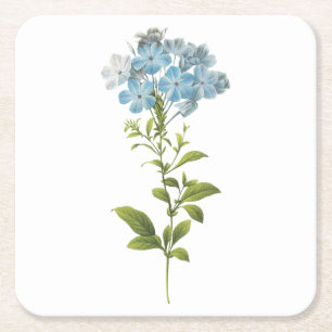 Pflanzenkraut (Plumbago caerulea) von Redouté Rechteckiger Pappuntersetzer