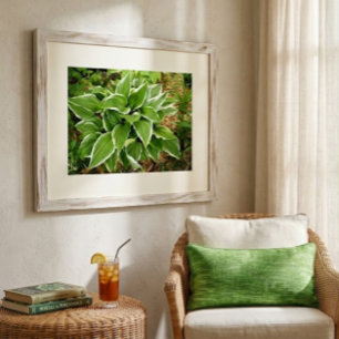 Pflanzenlilien-Hosta-Pflanzenblätter Poster