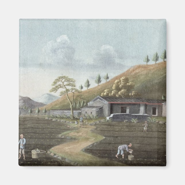 Pflanzung von Tee (mit g/c auf Papier) Magnet (Vorne)