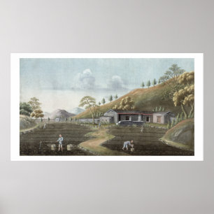 Pflanzung von Tee (mit g/c auf Papier) Poster