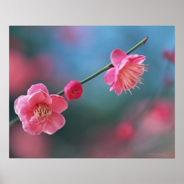 Pflaume 4 poster (Vorne)