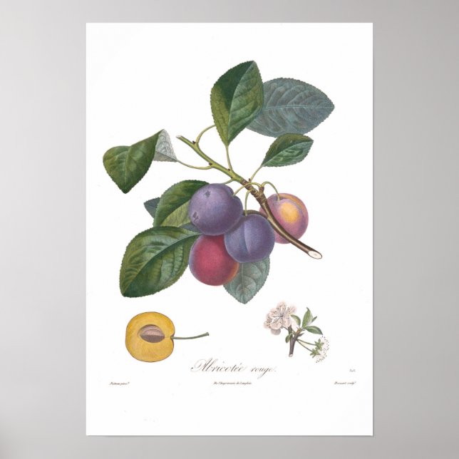 Pflaume, Abricote rouge Poster (Vorne)
