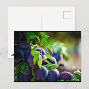 Pflaume auf dem Baum Postkarte