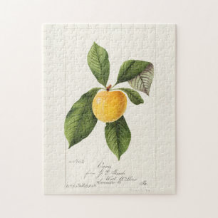 Pflaume (Prunus Domestica) Frucht Aquarellmalerei