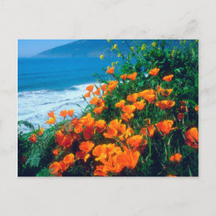 Pflaumen entlang der Pazifikküste bei Big Sur Postkarte