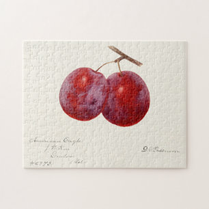 Pflaumen (Prunus Domestica) Frucht Aquarellmalerei