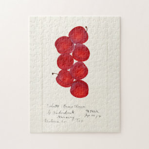 Pflaumen (Prunus Domestica) Fruchtfarben