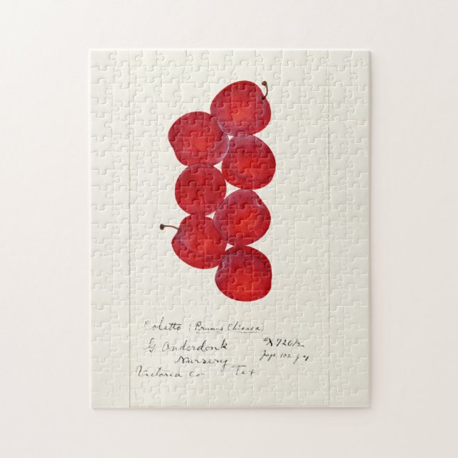 Pflaumen (Prunus Domestica) Fruchtfarben (Vertikal)