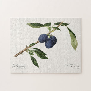 Pflaumen (Prunus Domestica) Fruchtfarben