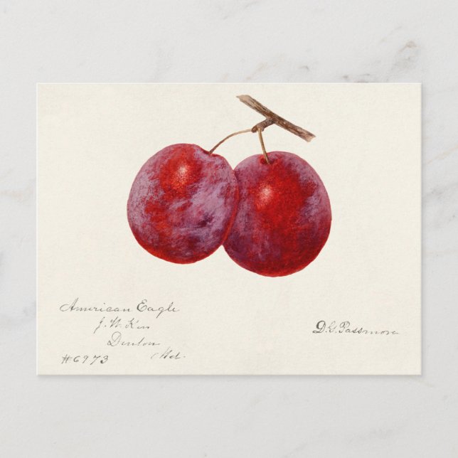 Pflaumen (Prunus Domestica) Fruchtfarben Postkarte (Vorderseite)