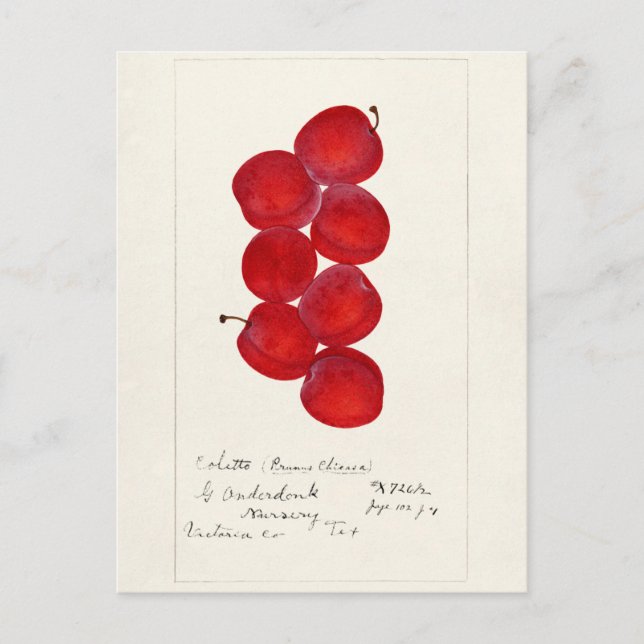 Pflaumen (Prunus Domestica) Fruchtfarben Postkarte (Vorderseite)