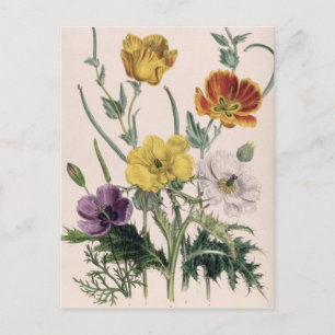 Pflaumen und Anemonen Postkarte
