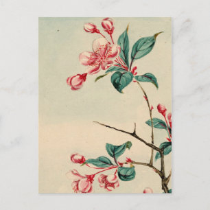Pflaumenbaum Blüten Postkarte