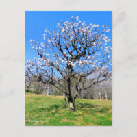 Pflaumenbaum [Postkarte]