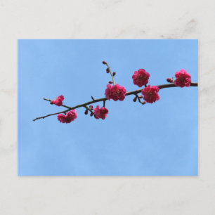 Pflaumenblüte: Japan Postkarte