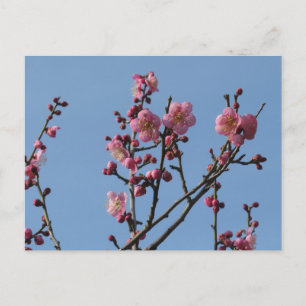 Pflaumenblüten: Japan Postkarte