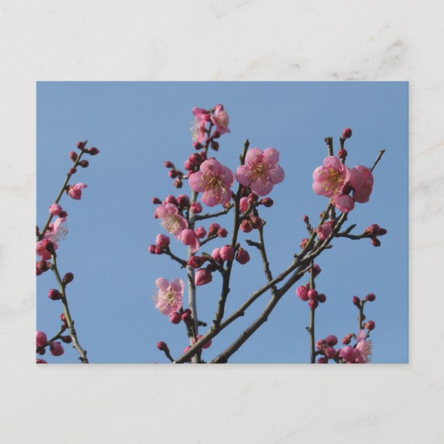 Pflaumenblüten: Japan Postkarte (Vorderseite)