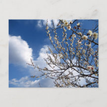 Pflaumenblüten: Japan