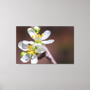 Pflaumenblüten Leinwanddruck