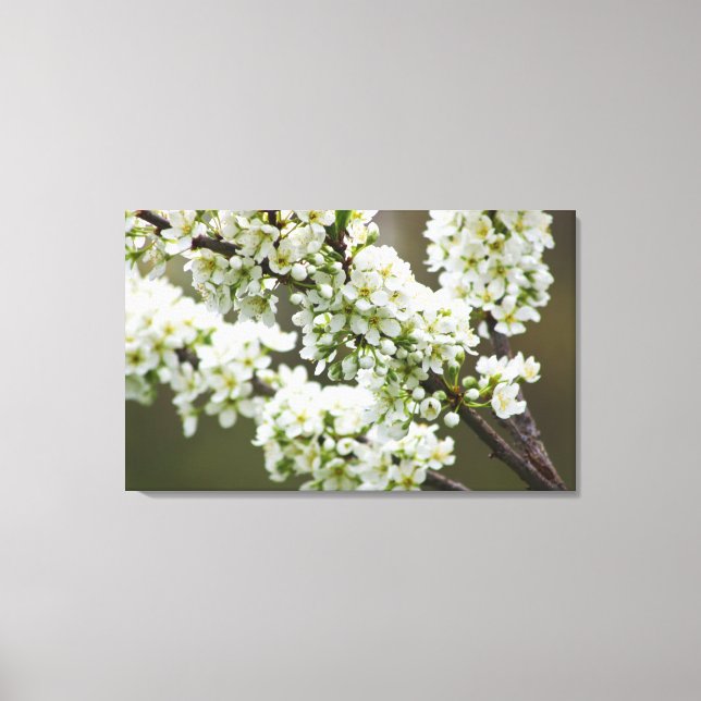 Pflaumenblüten Leinwanddruck (Vorderseite)