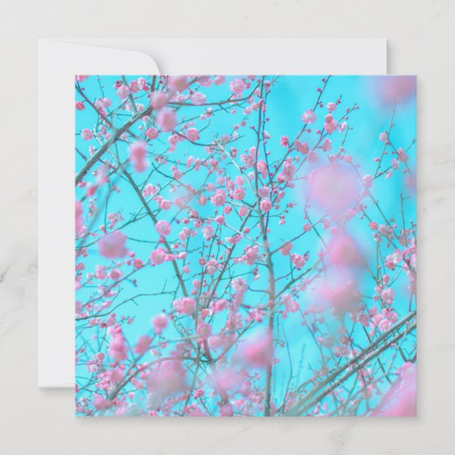 Pflaumenblüten (Suzhou, China) (Vorderseite)