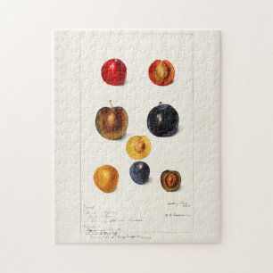 Pflaumenpflanze (Prunnus Domeatica) Aquarellmalere