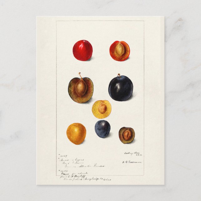 Pflaumenpflanze (Prunnus Domeatica) Aquarellmalere Postkarte (Vorderseite)