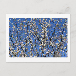 Pflirsichblüte: Japan Postkarte