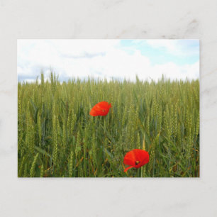 Pflücke in einer Weizenfeld-Postkarte Postkarte