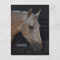 Pfostenkarte des Palomino Pferdes mit dem Namen Ba