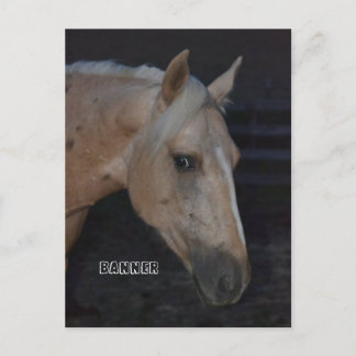 Pfostenkarte des Palomino Pferdes mit dem Namen Ba Postkarte