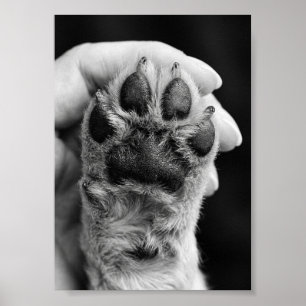Pfoten-Foto individuell 5 auf 7 Foto Haustier-Ande Poster