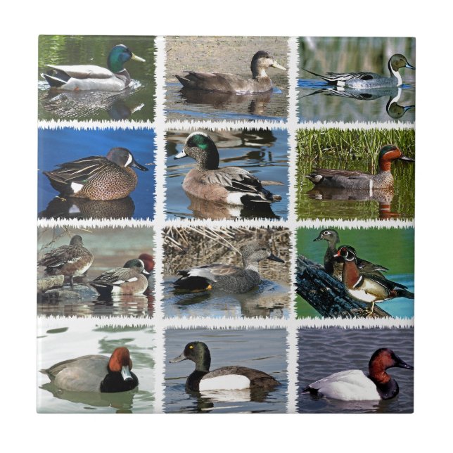 Pfütze duckt Logo Fliese (Vorderseite)