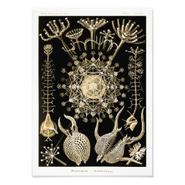 Phaeodarie | 61 Gold | Ernst Haeckel | Fotodruck