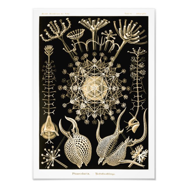 Phaeodarie | 61 Gold | Ernst Haeckel | Fotodruck (Vorne)