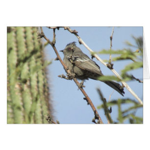 Phainopepla