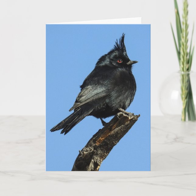 Phainopepla Notecard Karte (Vorderseite)