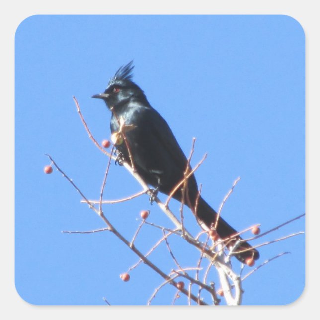 Phainopepla Stickers (Vorderseite)