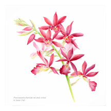 Phaiocalanthe Parkside Rot-Orchidee Wasserfarbkuns