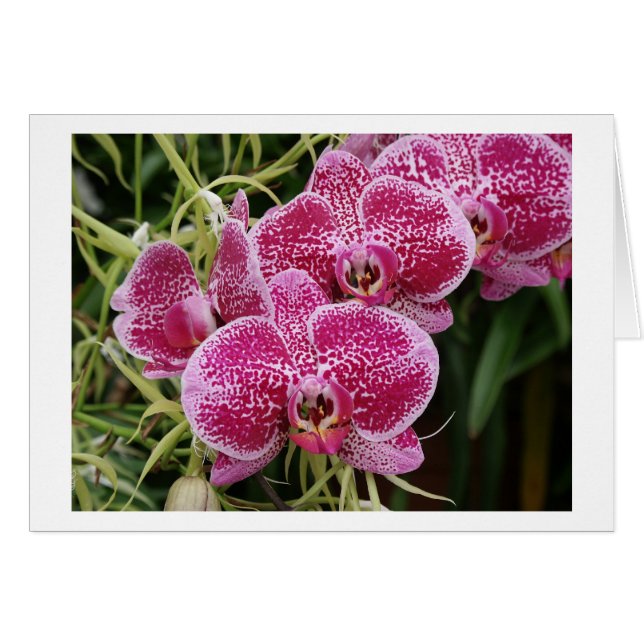 Phalaenopsis (Vorderseite (Horizontal))