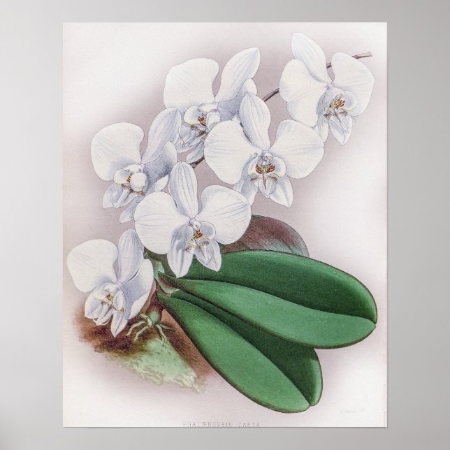 Phalaenopsis Casta Orchid Poster (Vorne)
