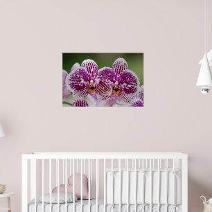 Phalaenopsis-Eleganz Poster