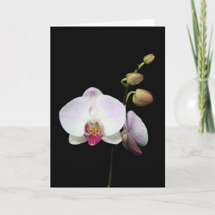 "Phalaenopsis-" Karte