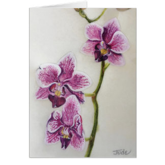 Phalaenopsis "Motten-Orchidee" 5" x 7", mit